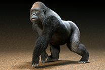 animation by Rob de Wit